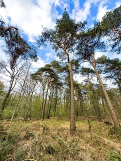 Scattered tall scots pine (Pinus silvestris) standing in a small clearing, mixed deciduous forest