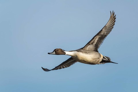 Northern Pintail, Anas acuta, male in flight over winter marshes