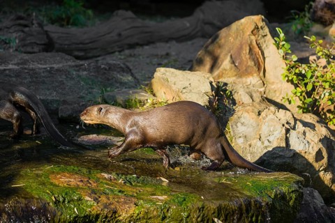 One giant otter or giant river otter (Pteronura brasiliensis) stands on a mossy rock at a little