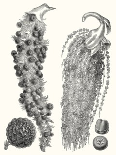 Raffia palm, Raphia vinifera and Jaggery palm, Caryota urens, flowering plant in the palm family