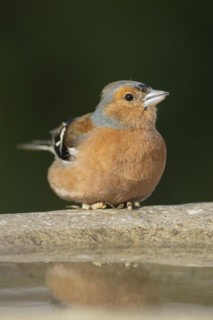 Eurasian chaffinch (Fringilla coelebs) adult male bird on a garden bird bath, England, United