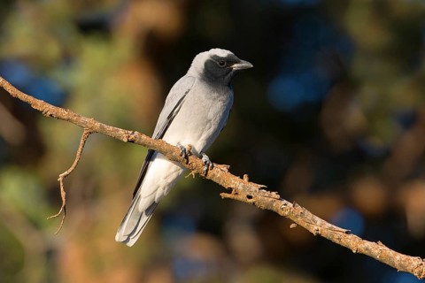 Black-faced Cuckooshrike (Coracina novaehollandiae), New South Wales, Australia