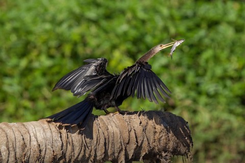 Anhinga with catfish