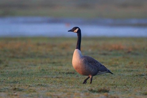 Canada Goose (Branta canadensis), North Rhine-Westphalia, Germany