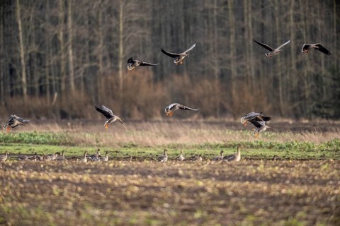 Bean geese (Anser fabalis), flying, Emsland, Lower Saxony, Germany