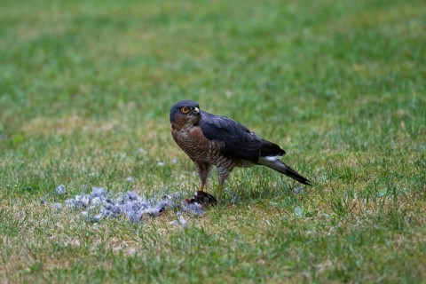 Sparrowhawk (Accipiter nisus), male plucks the bird he has just captured after a successful hunt in