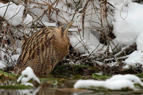 Eurasian Bittern (Botaurus stellaris), Saxony-Anhalt, Germany