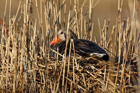 Greylag Goose (Anser anser) breeding in reeds, Mecklenburg-Western Pomerania, Germany