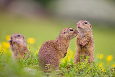 Three adult European ground squirrel (Spermophilus citellus) or European souslik stand tall in