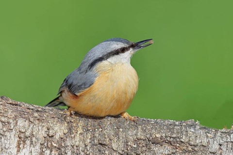 Nuthatch (Sitta europaea) sitting on a fallen birch trunk, Animals, Birds, Siegerland, North