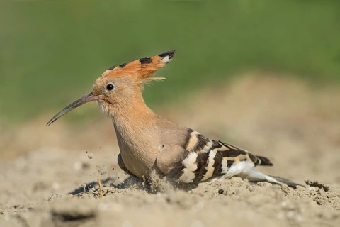Eurasian Hoopoe (Upupa epops) sand bathing, Aosta Valley, Italy