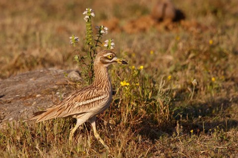 Eurasian Stone-curlew (Burhinus oedicnemus), Mallorca, Spain
