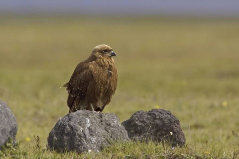 Carunculated Caracara (Phalcoboenus carunculatus) juvenile, Ecuador