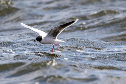 Little Gull (Hydrocoloeus minutus) flying, Romania