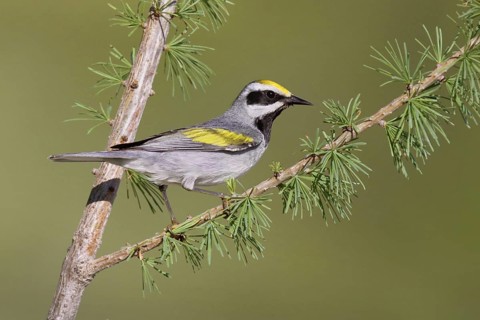 Golden-winged Warbler (Vermivora chrysoptera), Michigan, USA