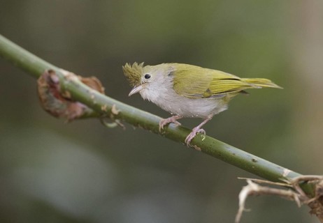 White-bellied Erpornis (Erpornis zantholeuca), Chaiyaphum, Thailand