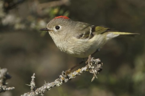 Ruby-crowned Kinglet (Regulus calendula), Manitoba, Canada