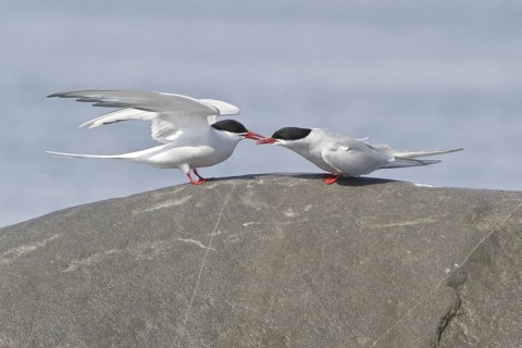 Arctic Tern (Sterna paradisaea), Manitoba, Canada