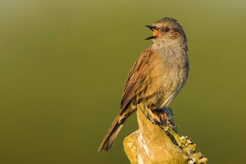 Dunnock (Prunella modularis) singing from a branch, Baden-Wuerttemberg, Germany