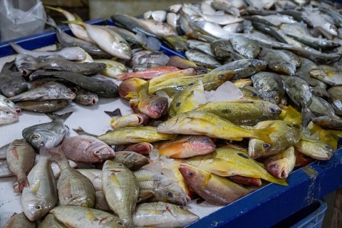 Fish market, Salalah, Oman