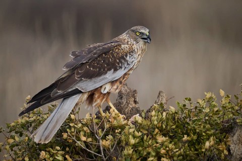 A majestic red kite sits alert on a branch, its sharp eyes scouting the surroundings, poised to