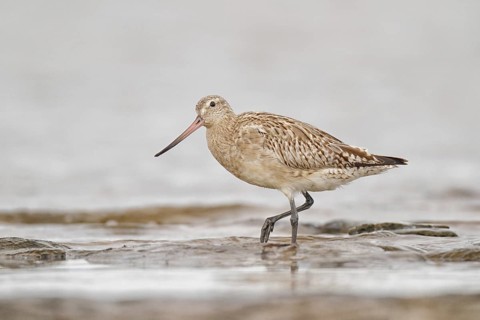 Bar-tailed Godwit (Limosa lapponica), Western Australia, Australia