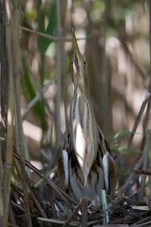 Little Bittern (Ixobrychus minutus) female at nest, Nizhegorodskaya, Russia