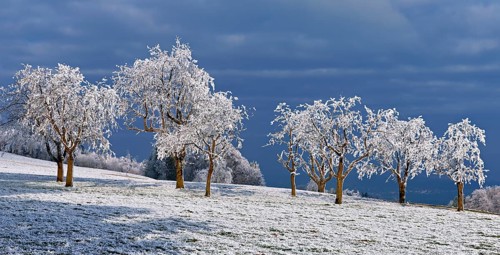 Winter landscape with trees and meadows in hoarfrost, Beinwil, Freiamt, Canton of Aargau,