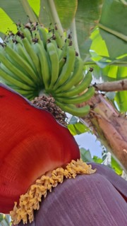 Close-up of a banana blossom (musa) under a bunch of green bananas on the bush, hiking in the Paul