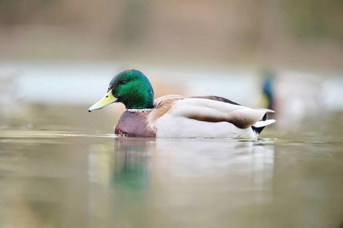 Wild duck (Anas platyrhynchos), male swimming on a lake, Bavaria, Germany Europe