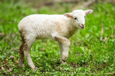 Domestic sheep (Ovis orientalis aries) lamb on a meadow, Bavaria, Germany