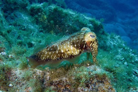 Common cuttlefish (Sepia officinalis) swimming over an algae-covered seabed, dive site Cueva del