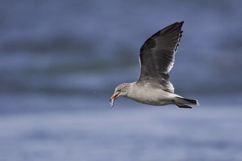 Heermann's Gull (Larus heermanni) flying, Washington, USA