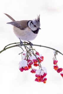 Crested Tit (Parus Scalloped ribbonfish), sitting on a branch, Terfens, Tyrol, Austria