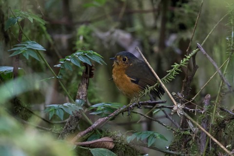 Slaty-crowned Antpitta (Grallaricula nana) perched on a branch, Rio Blanco Nature Reserve, Colombia