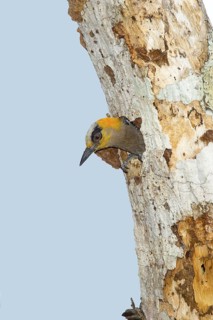 Golden-cheeked Woodpecker Melanerpes chrysogenys El Tuito, Jalisco, Mexico 9 June Adult Female at