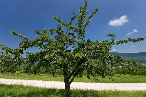Dettinger Kirschenweg and Kirschenheimat, tradition of growing cherries in the Erms Valley, cherry