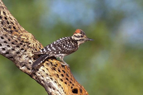 Ladder-backed Woodpecker Picoides scalaris Amado, Santa Cruz County, Arizona, United States 7 May