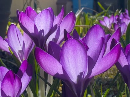 Dalmatian crocus, elf crocus, farmer's crocus (Crocus tommasinianus)
