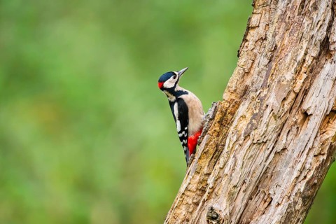 Great spotted woodpecker (Dendrocopos major) sitting on an old wrotten tree trunk in late summer,