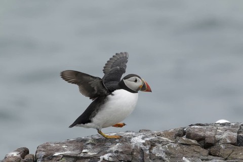 Atlantic Puffin (Fratercula arctica) flapping, Scotland, United Kingdom