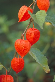 Bladder cherries also known as Jewish cherries (Physalis), Bavaria, Germany