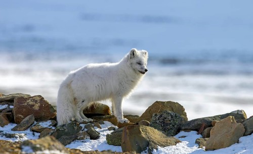 Arctic fox, white fox, polar fox (Vulpes lagopus) adult in thick winter coat hunting on snow