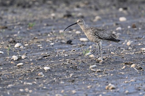 Eurasian curlew (Numenius arquata), foraging in a field, Lake Neusiedl National Park, Seewinkel,