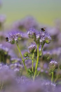 Buff-tailed bumble bee (Bombus terrestris) worker feeding on nectar from Scorpionweed (Phacelia