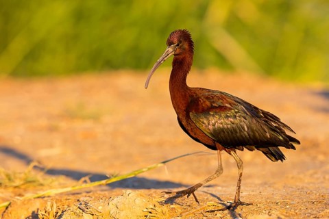 Sicklebird, Black Ibis, Plegadis falcinellus, Israel