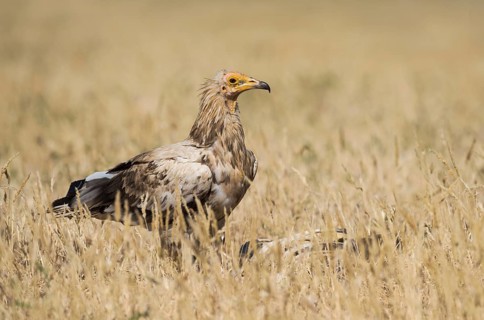 Egyptian Vulture (Neophron percnopterus) in field with bones, Castile-La Mancha, Spain