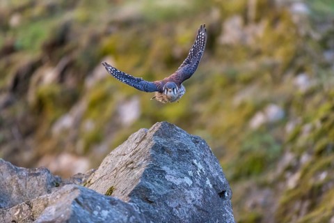 American kestrel (Falco sparverius) flies over rocky terrain
