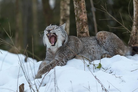 One Eurasian lynx, (Lynx lynx), resting on a snowy lookout in the forest, yawning
