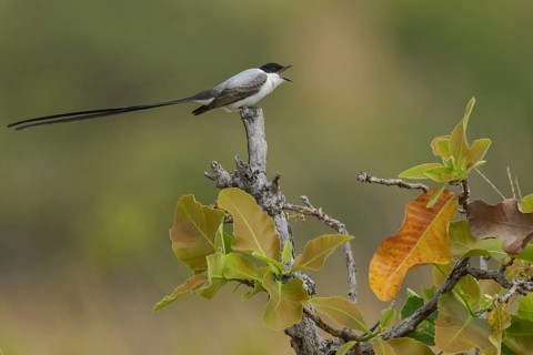 Fork-tailed Flycatcher (Tyrannus savana) perched on a branch in the grasslands of Guyana